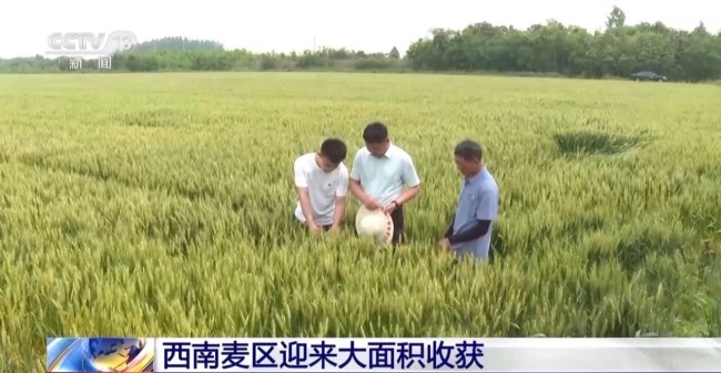 西南麥區(qū)迎來(lái)大面積收獲 “三夏”大忙拉開(kāi)帷幕