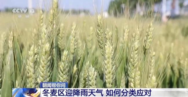 冬麦区迎降雨天气 各地如何分类应对