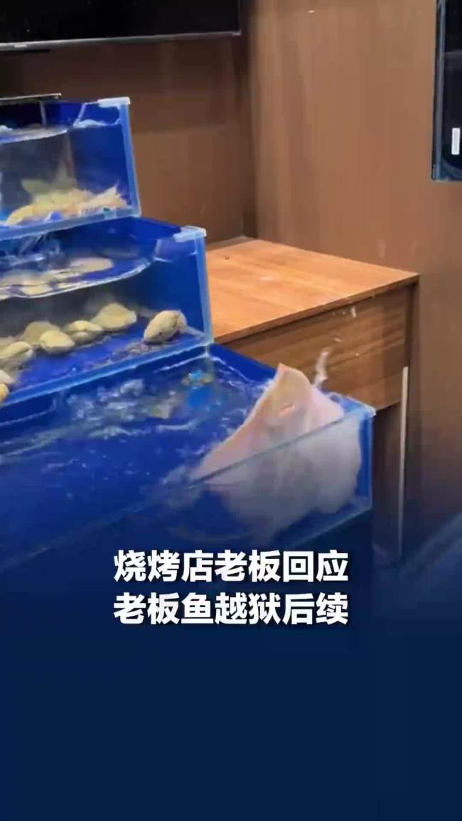 烧烤店老板鱼“越狱”把电视干坏了