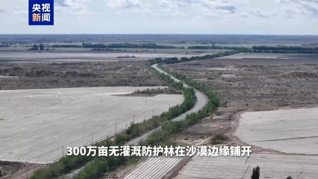 揭秘新疆棉花秆治沙硬核技术 流沙变“硬壳”