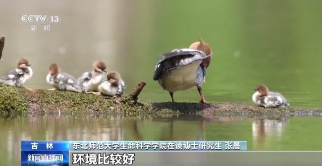 中華秋沙鴨見(jiàn)證長(zhǎng)白山的“生態(tài)之變”