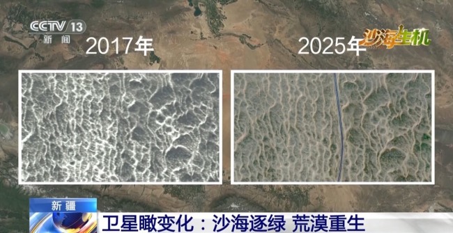 古爾班通古特沙漠綠量持續(xù)擴(kuò)容