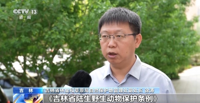 中華秋沙鴨見證長白山的“生態(tài)之變”