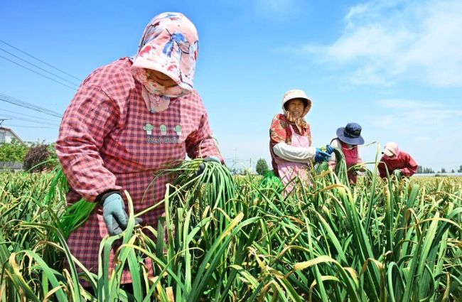 免费抽蒜薹火了当地蒜农发声 助销增收新方式