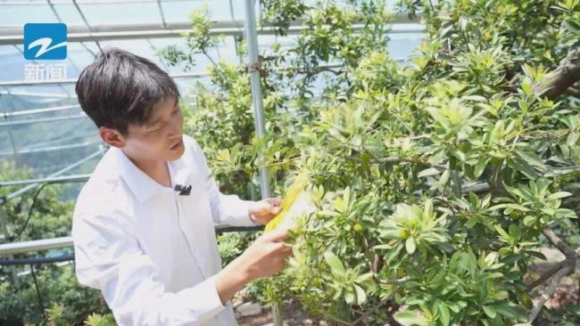 浙江多地对福建杨梅进行专项抽查 严查违规添加剂保安全