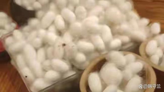 儿子想做蚕丝被 家人网购1万粒蚕卵 养蚕热情引爆家庭“战场”