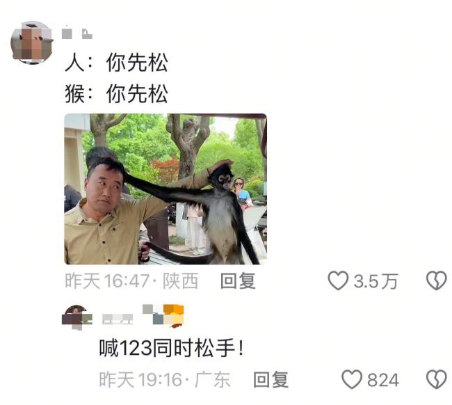网红蜘蛛猴与饲养员互薅头发走红 憨态可掬圈粉无数