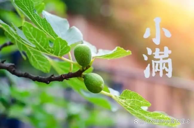 早小满雨不休，晚小满旱断河：小满节气气候预兆