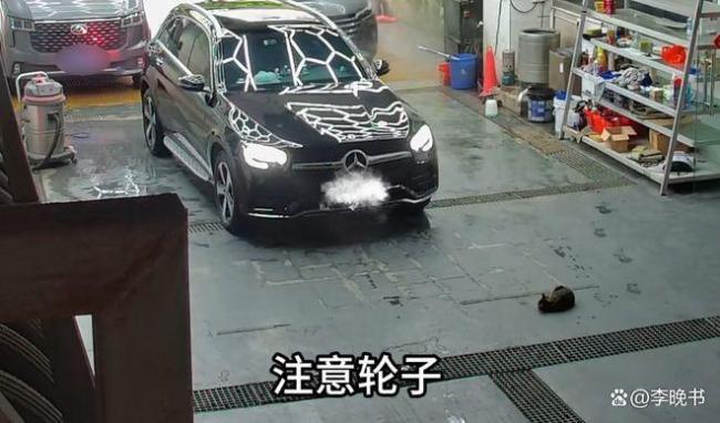 車主2次調(diào)整方向碾壓洗車店內(nèi)貓咪 為富不仁行為引眾怒