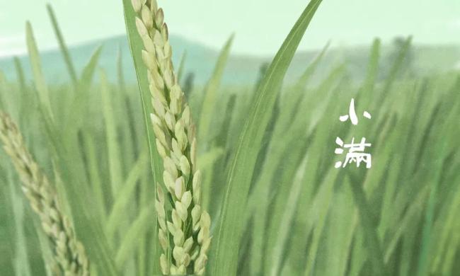 今日小满