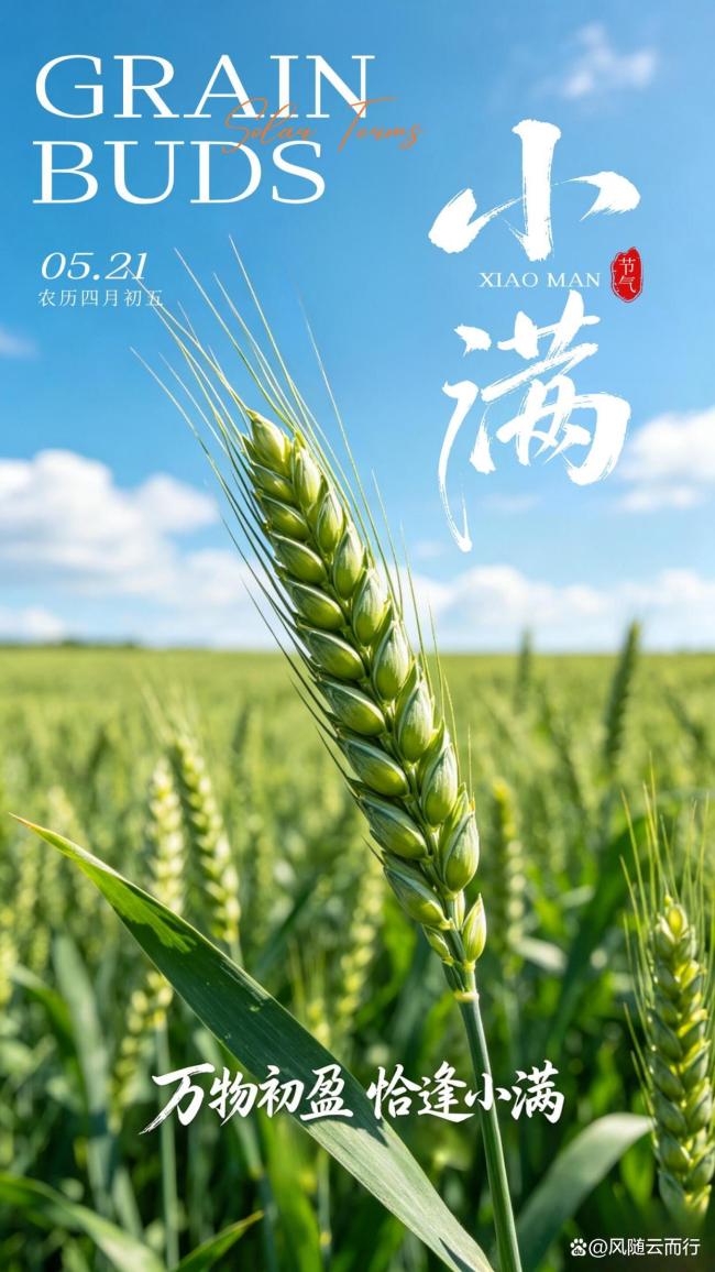 小满节气里的烟火诗意 恰到好处的美好