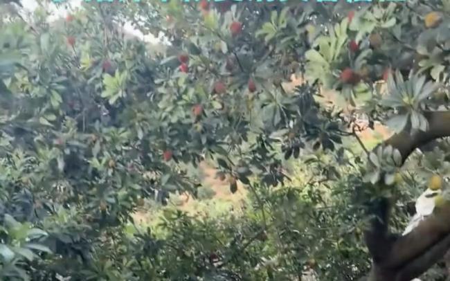 “泡药杨梅”被曝光后，当地协会会长哽咽恳求：给果农一个机会