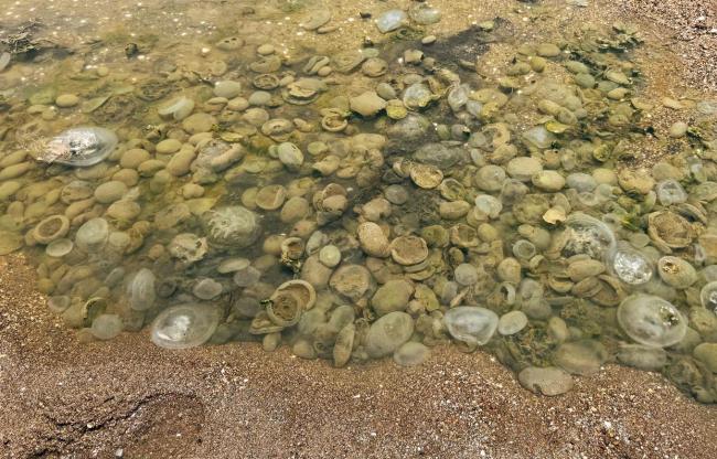 墨西哥海湾出现大量水母尸体 高温导致数量激增