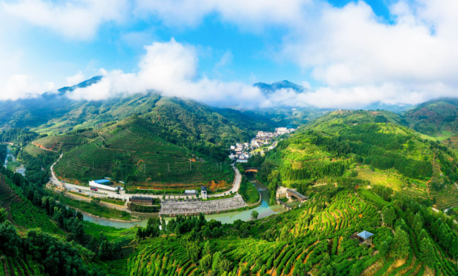 2019年9月7日拍摄的坦洋村及邻近茶园。