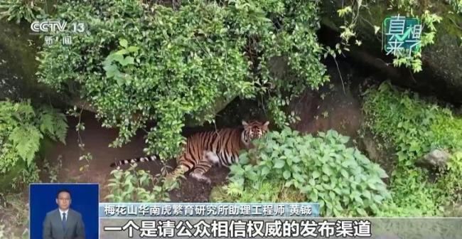拍攝到“野生華南虎”系謠言：照片實(shí)為網(wǎng)上下載