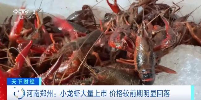 小龙虾批发价跌破8元 供应充足价格走低