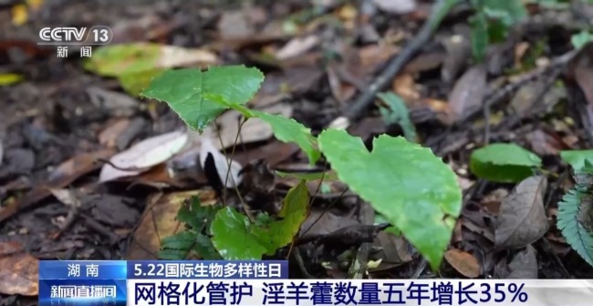 湖南懷化會同縣淫羊藿數(shù)量五年增長35%