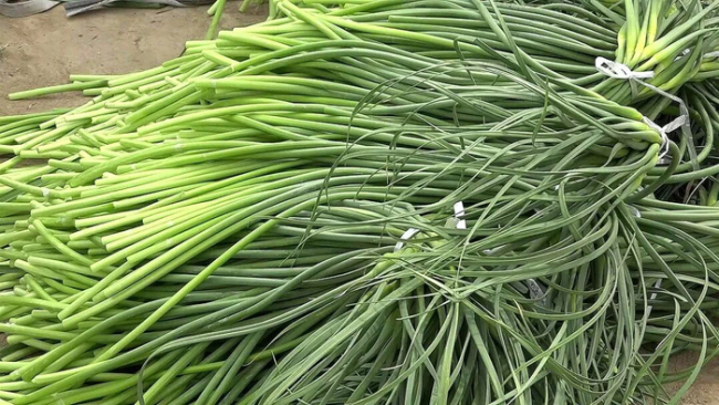 河南人終于送走了“餐桌噩夢”蒜薹 蒜薹創(chuàng)意吃法大比拼