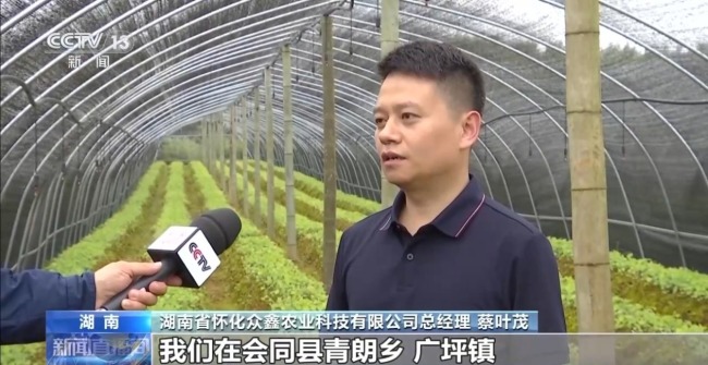 湖南懷化會(huì)同縣淫羊藿數(shù)量五年增長35%