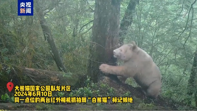 野生白色大熊猫再度“出镜” 时隔数年状态良好