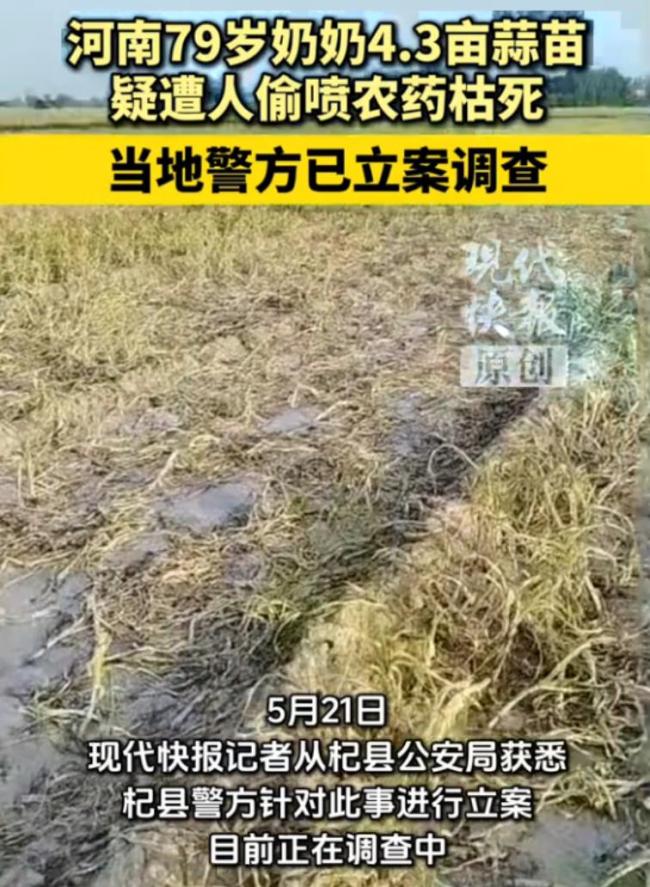 4.3亩蒜苗地被偷喷农药后枯死 恶行引发众怒