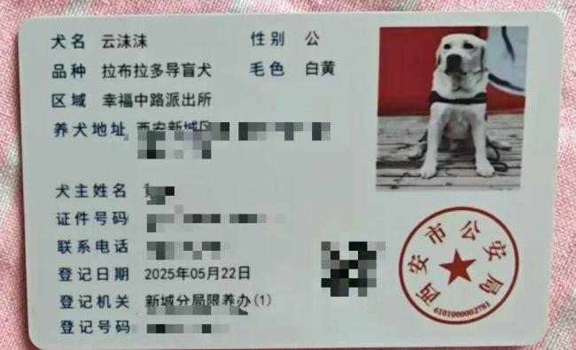 西安申领的导盲犬在天津办不了狗证 属地壁垒引发难题
