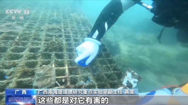 從渤海灣到潿洲島 我國海洋生態(tài)修復(fù)持續(xù)推進(jìn)