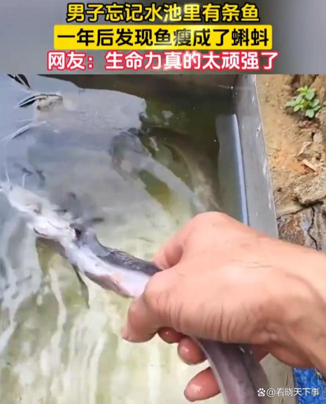 男子忘记池里有鱼1年后发现瘦成蝌蚪 顽强生命力令人惊叹