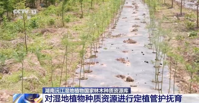 80%国家重点保护野生植物得到有效保护 怎么做到的