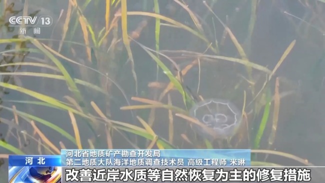 从渤海湾到涠洲岛 我国海洋生态修复持续推进