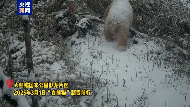 野生白色大熊貓?jiān)俣取俺鲧R” 時(shí)隔數(shù)年?duì)顟B(tài)良好