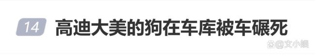 网红高迪回应爱犬在车库被碾死
