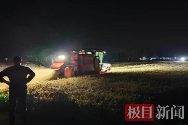 凌晨3点村支书一声吼:雨前必须抢完 连夜奋战保丰收