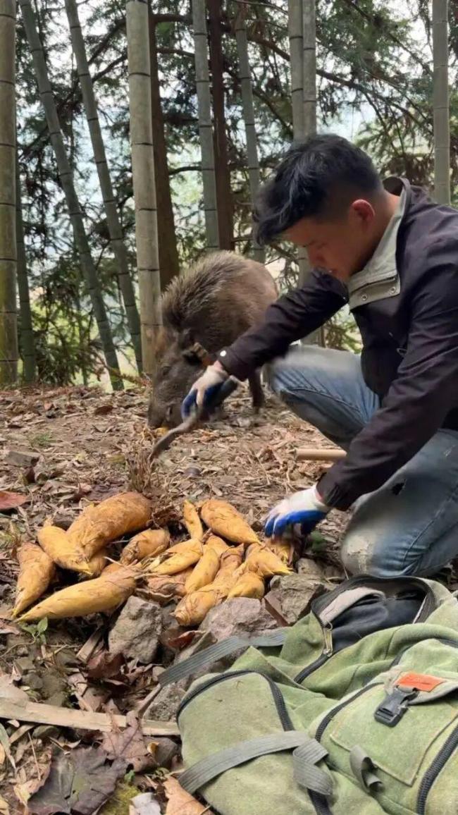 野猪会找笋为主人每年创收12万 行走的挖笋雷达