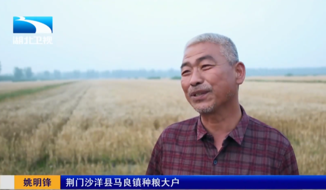 湖北荊州搶收小麥 烘干廠開足馬力 爭分奪秒雨口奪糧