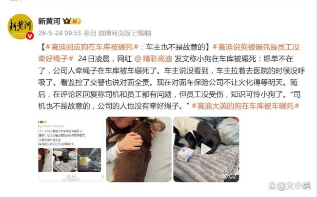 网红高迪回应爱犬在车库被碾死 双方均有责任