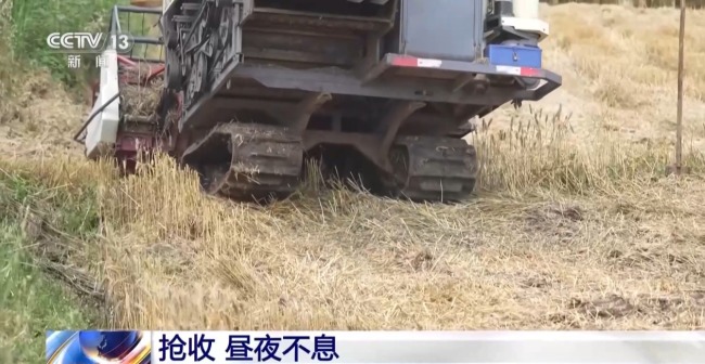 昼夜不息 直击黄龙镇小麦抢收48小时