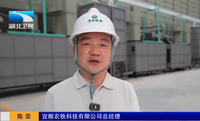 湖北荊州搶收小麥 烘干廠開足馬力 爭分奪秒雨口奪糧