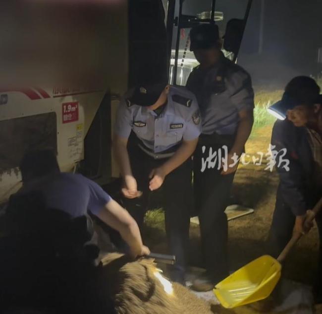 湖北一派出所所长凌晨带人徒手扒小麦 警民合力抢收保丰收
