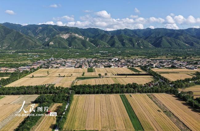 山西運(yùn)城：夏收