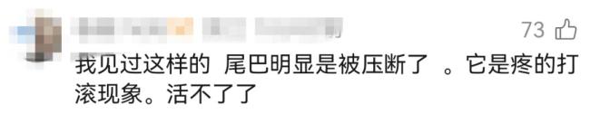 近2米长蛇在路边翻滚 专家解读 或因食毒鼠所致