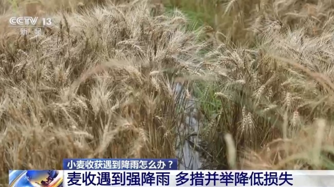 小麦收获遇到降雨怎么办
