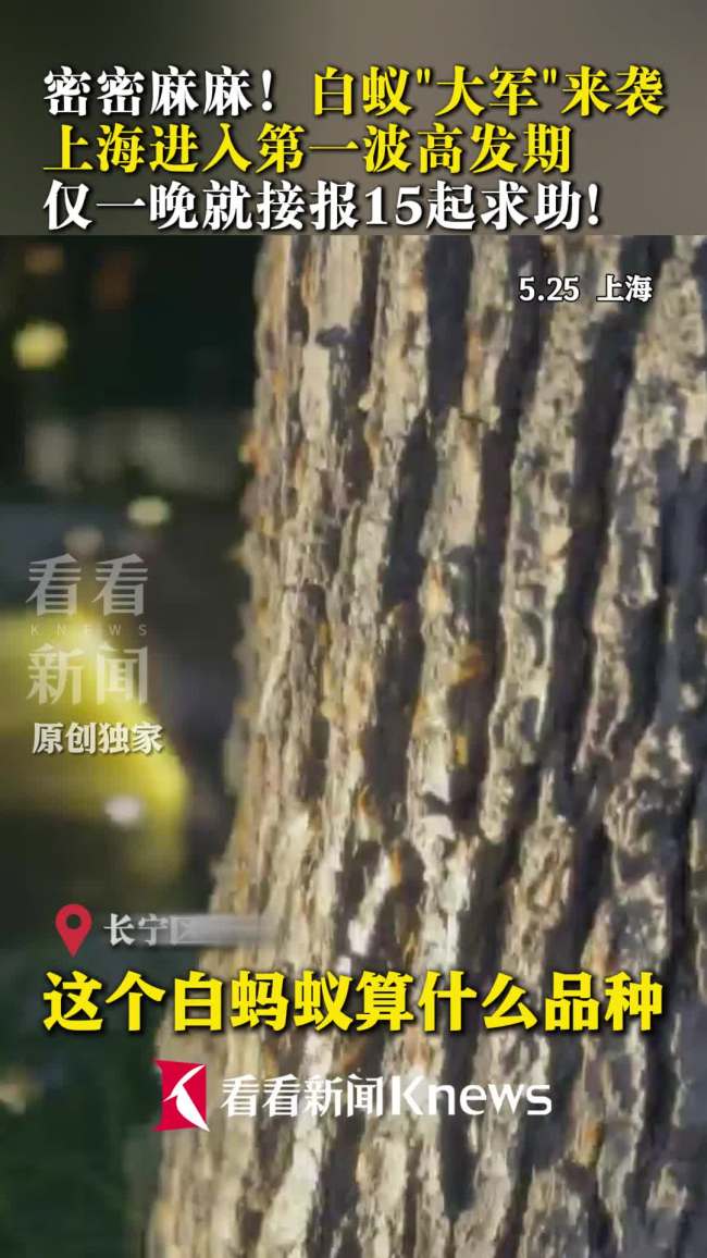 白蚁大军来袭 上海进入第一波高发期