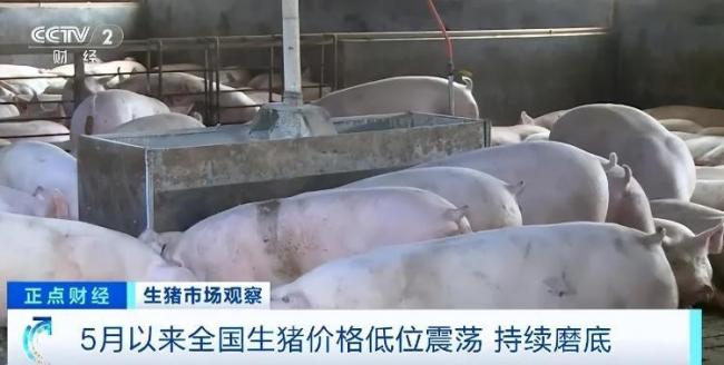 生猪价跌至10年低位 官方调减产能