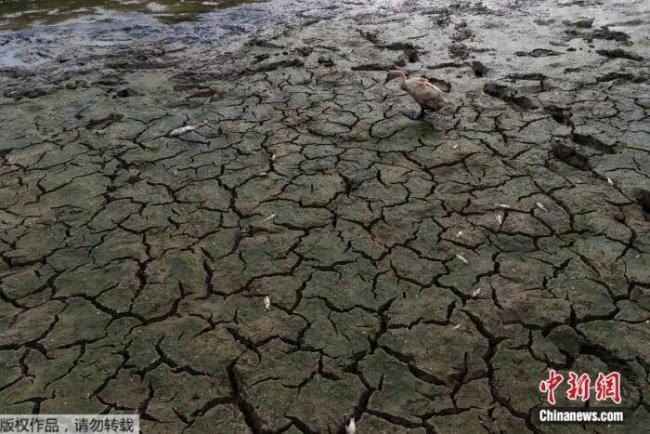 最高溫超48℃ 印度快“熱化”了 熱浪擾亂民眾生活