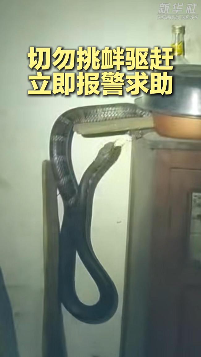 网友拍到巨大眼镜王蛇爬进房间