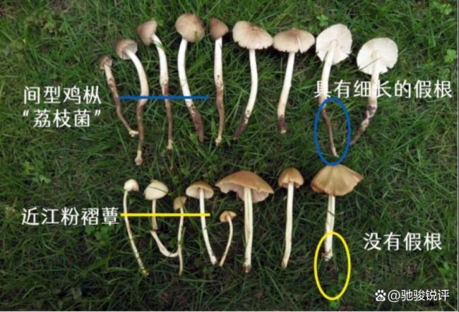 男子误食毒蘑菇险丧命 专家提醒 经验主义不可靠