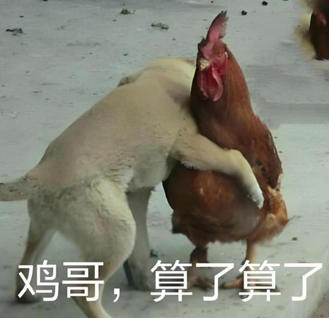 廣東一養(yǎng)雞場(chǎng)幾千只雞被熱死 高溫酷暑創(chuàng)紀(jì)錄