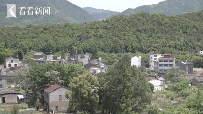 600年古樹為重點工程讓路后死亡 遷移過程疑云重重