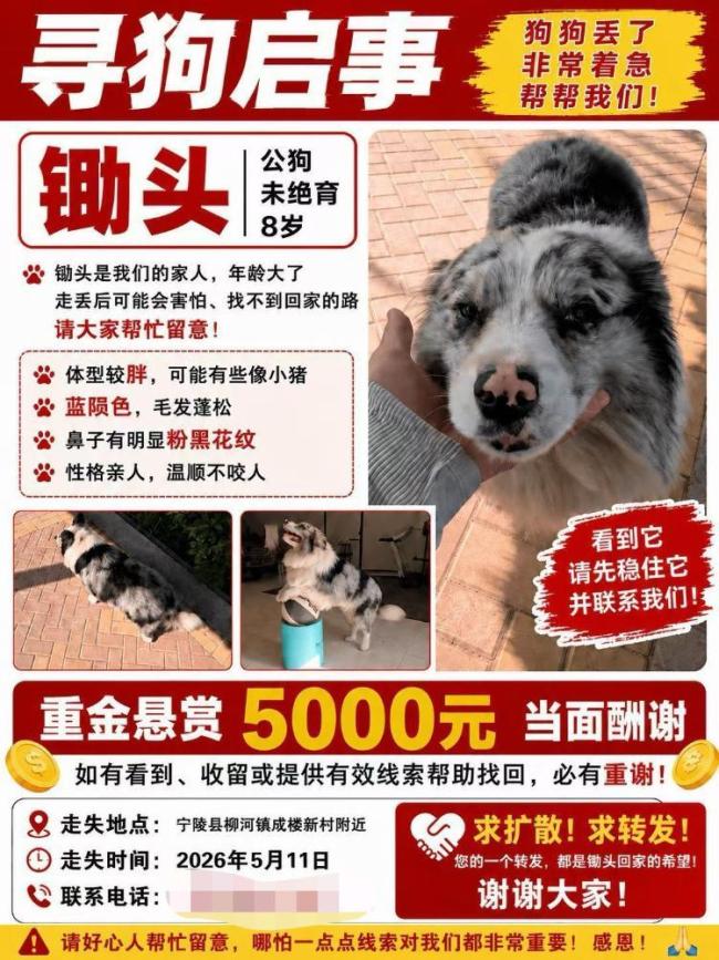 网红边牧疑被人偷走宰杀 主人发声 坚决追责到底